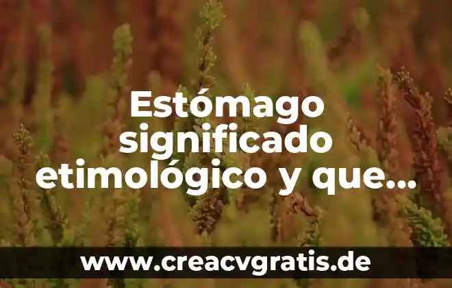 Qué es y para qué sirve el estómago 5 Estómago significado etimológico y que es