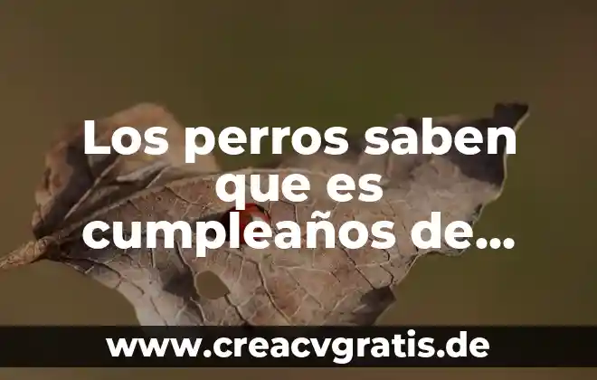 Que es si alguien te manda un coma de mensaje 7 Los perros saben que es cumpleaños de alguien