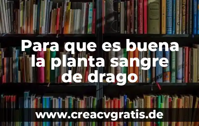 Para que es buena la planta de ruda 4 Para que es buena la planta sangre de drago