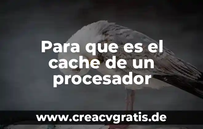 Qué es un animal ovovivíparo 5 Para que es el cache de un procesador