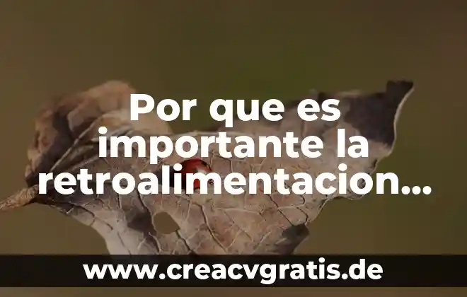 Por que es importante el ser loli 5 Por que es importante la retroalimentacion en la evaluacion