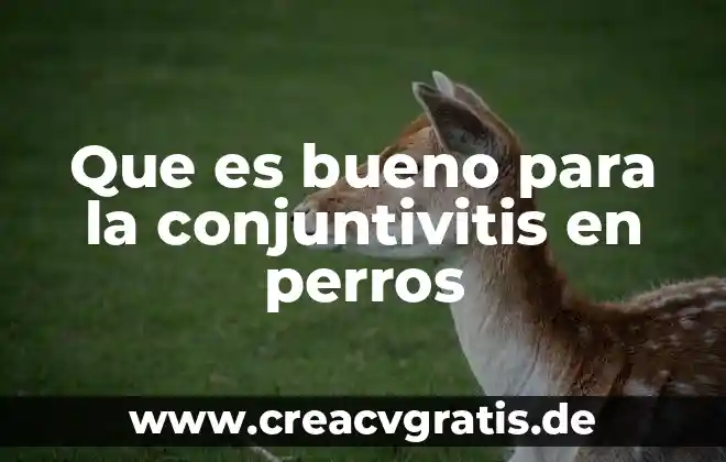 Ladran los perros uno sabe que es señal jodida 6 Que es bueno para la conjuntivitis en perros