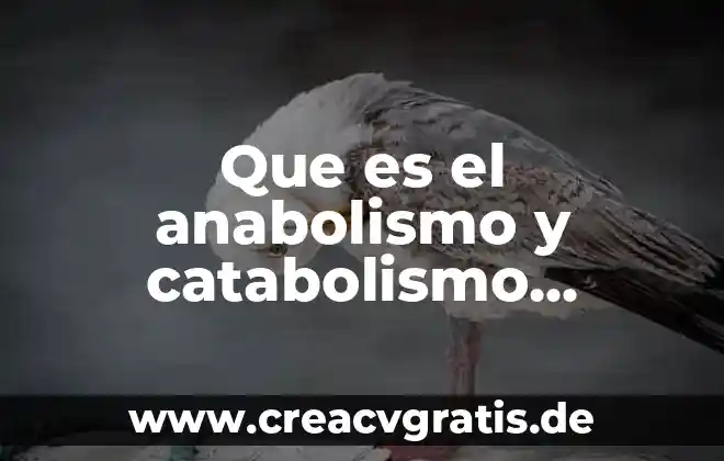 Que es talk en el celular 6 Que es el anabolismo y catabolismo celular