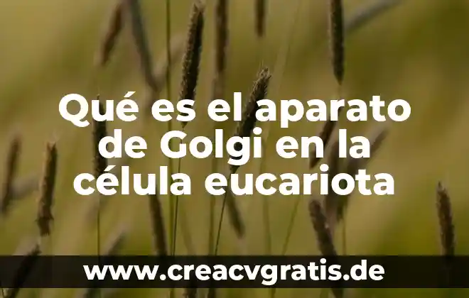 Célula eucariota animal qué es 5 Qué es el aparato de Golgi en la célula eucariota