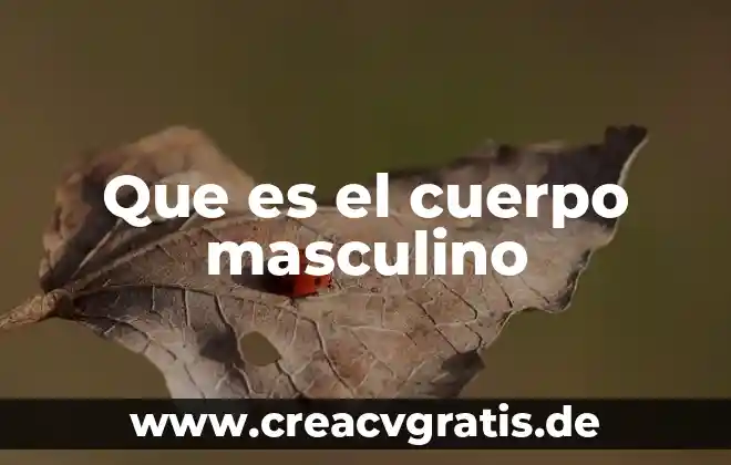 Qué es la vesícula seminal del sistema reproductor masculino 5 Que es el cuerpo masculino