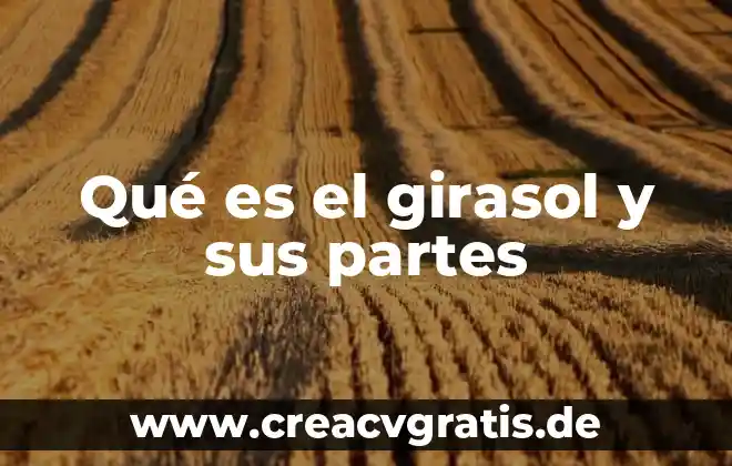 Que es un rumiante y sus partes 7 Qué es el girasol y sus partes