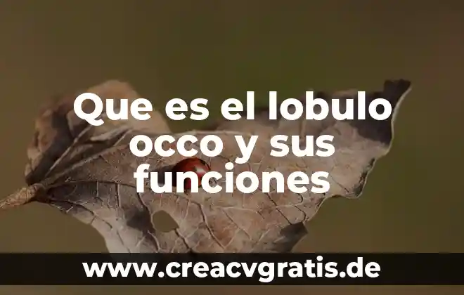 Qué es el fuego del sol 3 Que es el lobulo occo y sus funciones