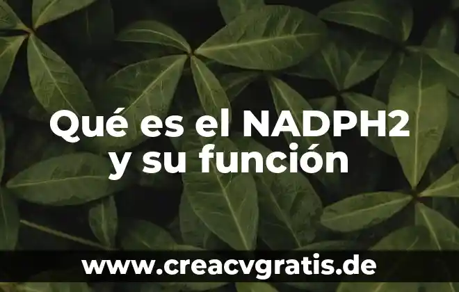 Qué es una función lógica 3 Qué es el NADPH2 y su función
