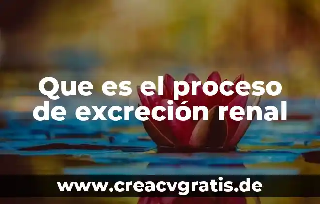 Que es argumento o trama en un cuento 7 Que es el proceso de excreción renal