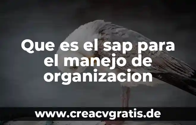 Qué es el número de SAP en Maxigás 4 Que es el sap para el manejo de organizacion