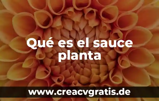 Que es la planta curarina 3 Qué es el sauce planta