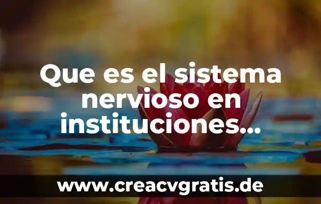 Que es sistema de flor lote piramide o telaraña 3 Que es el sistema nervioso en instituciones modernas