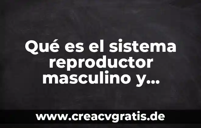 Qué es la vesícula seminal del sistema reproductor masculino 3 Qué es el sistema reproductor masculino y función