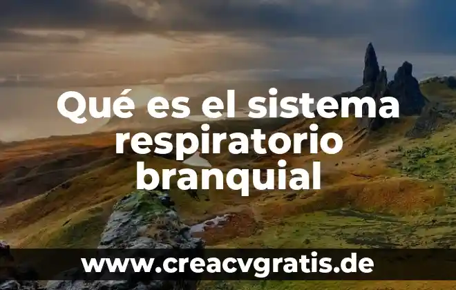Qué es el sistema de inteligencia de mercados 4 Qué es el sistema respiratorio branquial