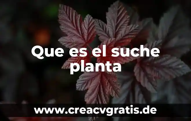 Planta que es una tira color morada 8 Que es el suche planta