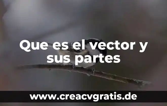 Que es un rumiante y sus partes 6 Que es el vector y sus partes