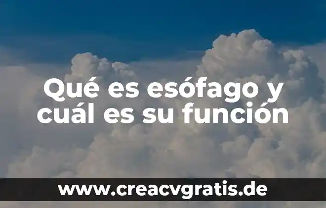 Que es la funcion rellenar en excel 7 Qué es esófago y cuál es su función