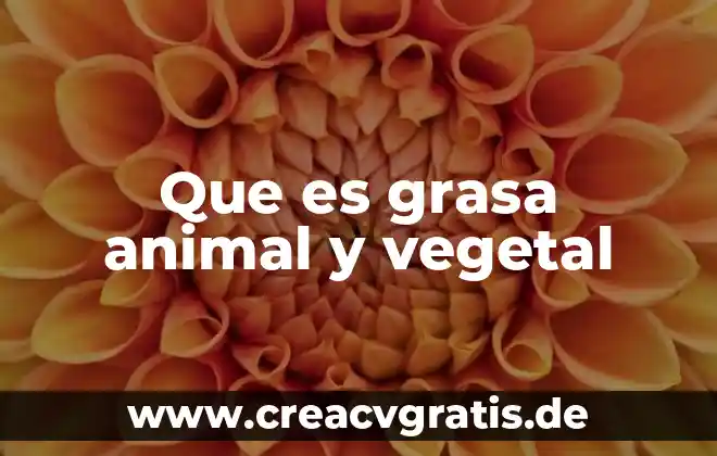 Que es la grasa significado 5 Que es grasa animal y vegetal