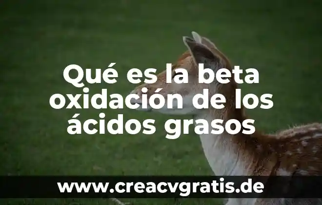 Qué es una planta eléctrica manual 7 Qué es la beta oxidación de los ácidos grasos