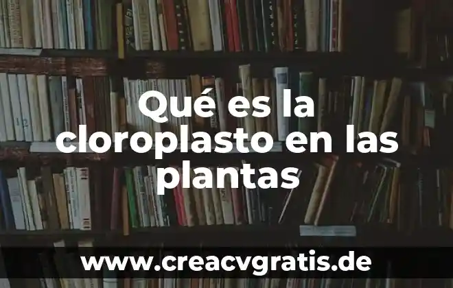 Que es apice en las plantas 4 Qué es la cloroplasto en las plantas
