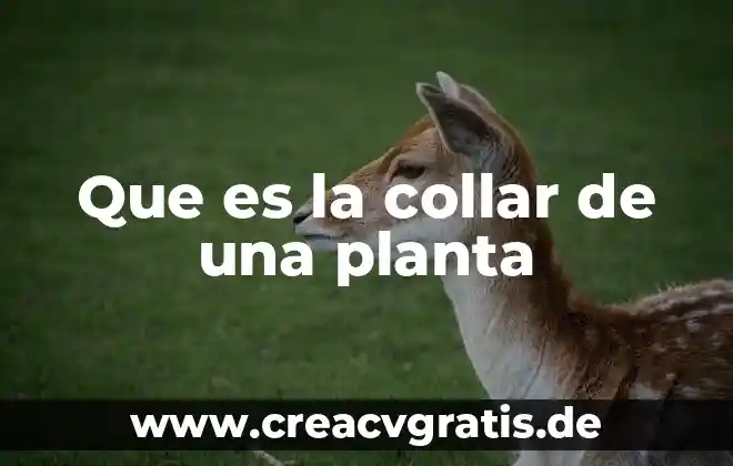 Qué es el sauce planta 7 Que es la collar de una planta