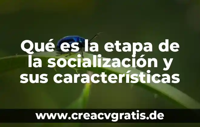 Qué es el sistema de producción avícola 8 Qué es la etapa de la socialización y sus características