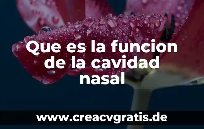 Que es la funcion rellenar en excel 8 Que es la funcion de la cavidad nasal