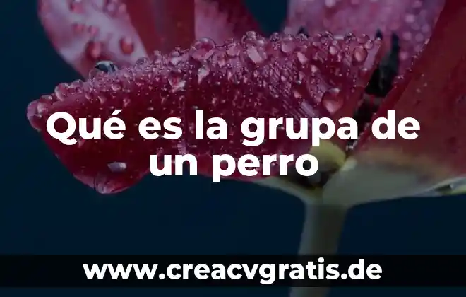 Vodcast que es 5 Qué es la grupa de un perro