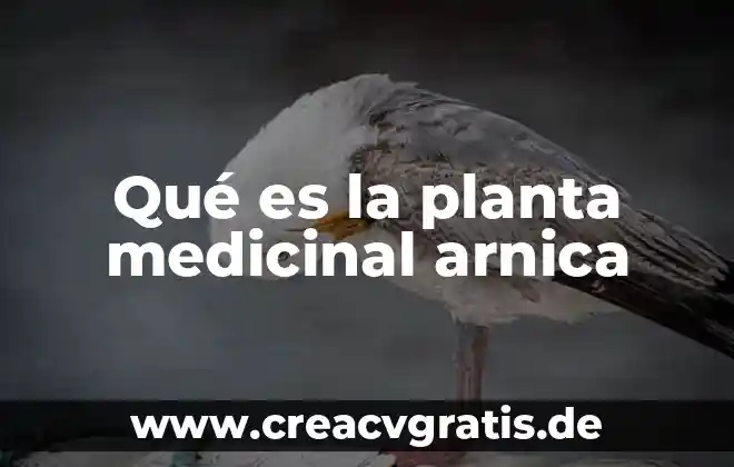 Planta medicinal que es antimicrobiana y anestecia local 5 Qué es la planta medicinal arnica