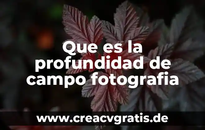 Que es una flor de campo planta 8 Que es la profundidad de campo fotografia