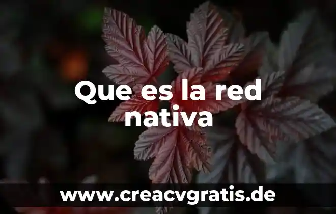Que es un jack conector de red 4 Que es la red nativa