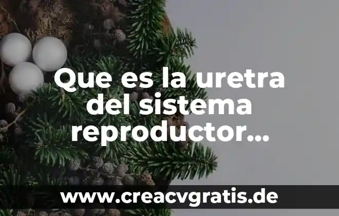 Qué es la vesícula seminal del sistema reproductor masculino 6 Que es la uretra del sistema reproductor masculino
