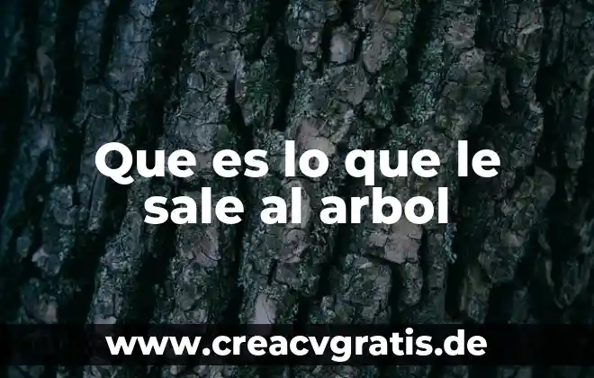 Diagrama de árbol y principio multiplicativo que es 3 Que es lo que le sale al arbol