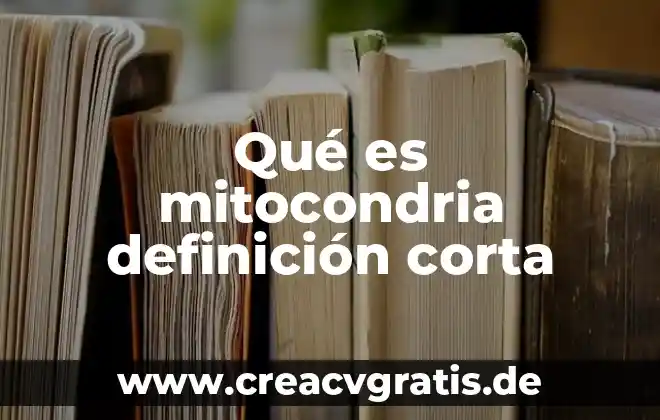 Qué es mitocondria de célula animal 6 Qué es mitocondria definición corta