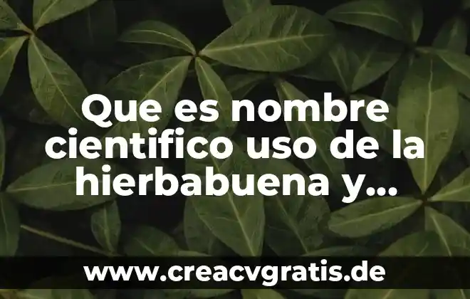 Que es la moringa nombre cientifico y para 7 Que es nombre cientifico uso de la hierbabuena y para