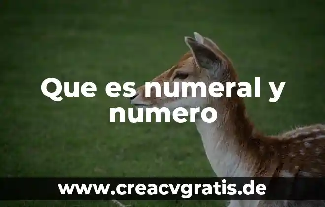 Que es el número de referencia 8 Que es numeral y numero