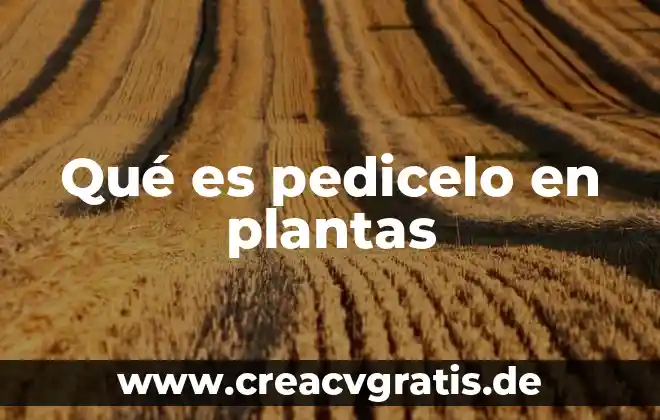 Por que es importante el sol en las plantas 8 Qué es pedicelo en plantas