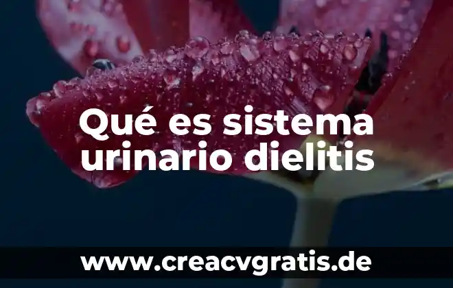 Qué es un sistema en filosofía 7 Qué es sistema urinario dielitis