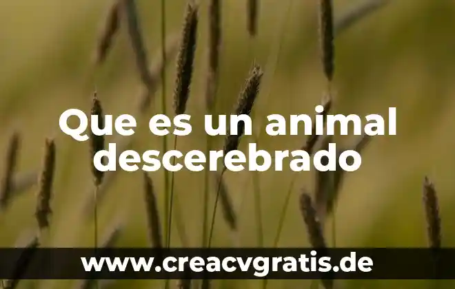 Qué es un coli animal 4 Que es un animal descerebrado