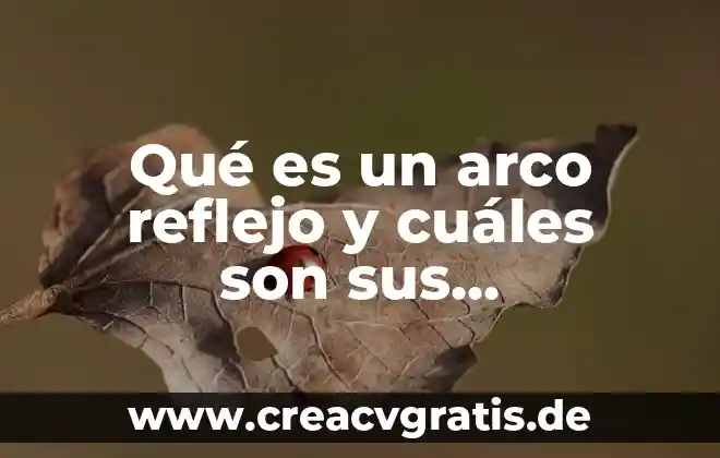 Qué es el relieve y cuáles son sus tipos 4 Qué es un arco reflejo y cuáles son sus componentes