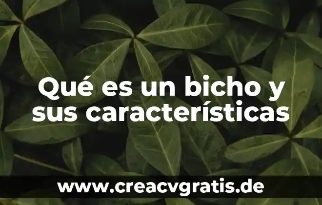 Que es un mapache y sus caracteristicas 8 Qué es un bicho y sus características