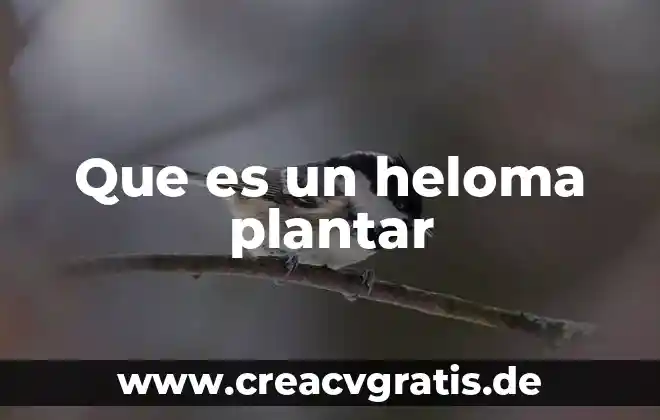 Que es com.qti.service.color service 8 Que es un heloma plantar