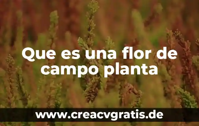 Qué es una tabla campo y registro en phpmyadmin 4 Que es una flor de campo planta