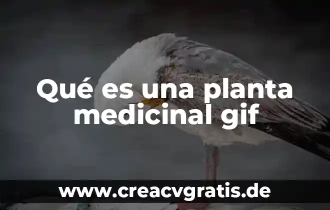 Planta medicinal que es antimicrobiana y anestecia local 3 Qué es una planta medicinal gif