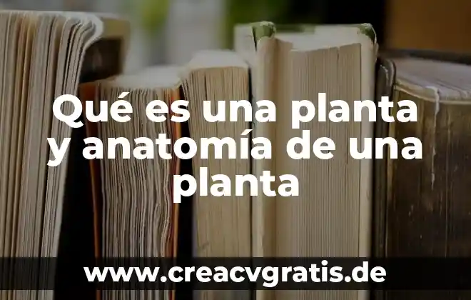 Qué es la mimosa planta 4 Qué es una planta y anatomía de una planta