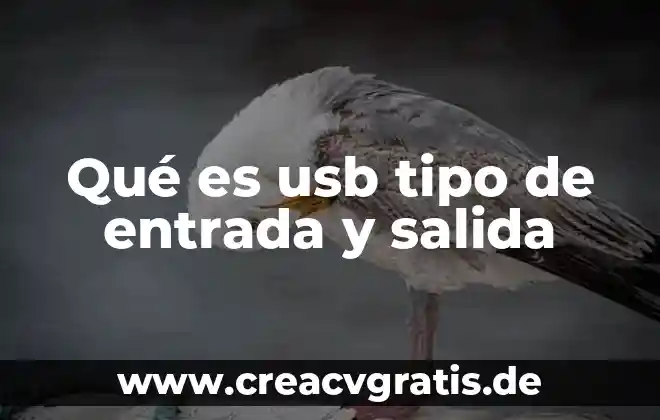 Que es bevil con el tipo hada pokemon 3 Qué es usb tipo de entrada y salida