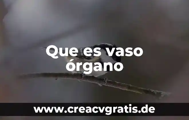 Para que es bueno un vaso de agua con limón 6 Que es vaso órgano