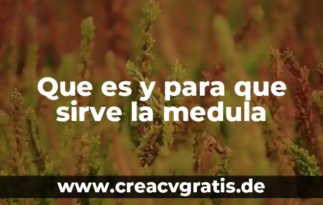 Pilates reformer que es y para que sirve 4 Que es y para que sirve la medula