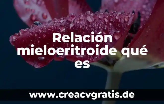 Qué es la mundialización y su relación con el multilateralismo 4 Relación mieloeritroide qué es