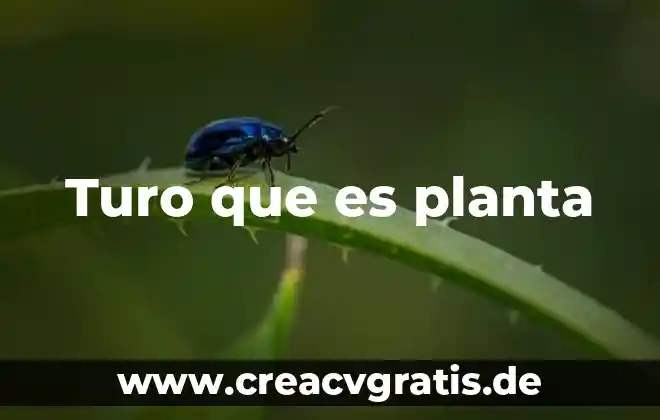 Que es la golondrina planta medicinal 4 Turo que es planta